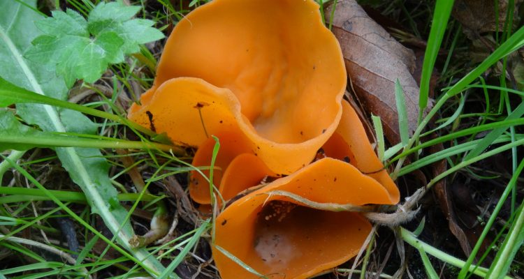 Grote oranje bekerzwam