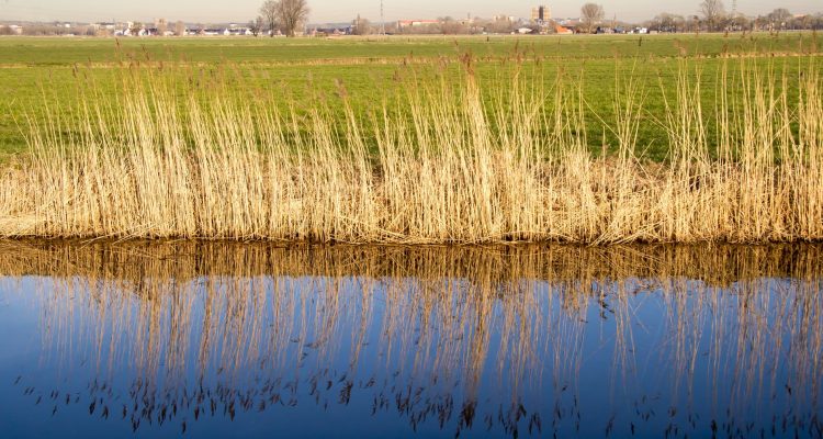Binnenveld water Foto Wim Andriesse