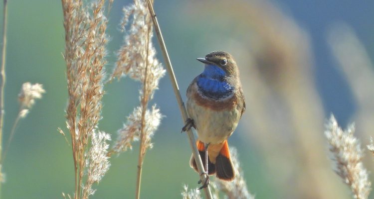 Blauwborst Peter Pfeifer
