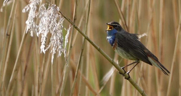 Blauwborst Vellema