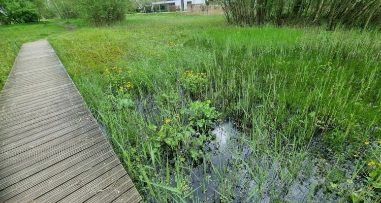 Bloemrijk grasland langs de Nieuwe Wetering © Peter Verbeek (2)