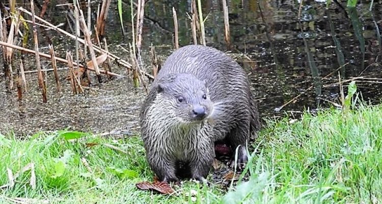 Europese Otter Foto Ellen van Norren