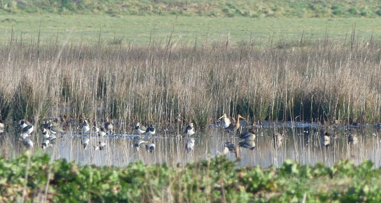 Grutto Kievit Wintertaling ©Henk Kloen