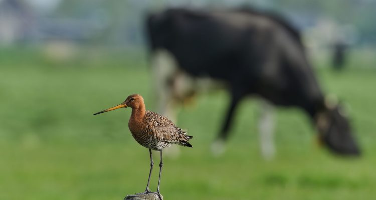 Grutto met koe