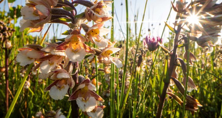 Hooiland_moeraswespenorchis