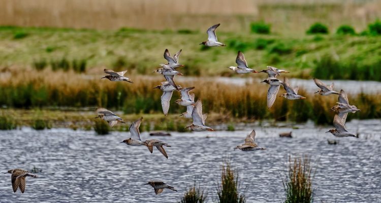 Kemphanen Foto Gert Kaasschieter