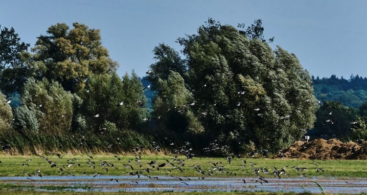 Kieviten Foto Gert Kaasschieter