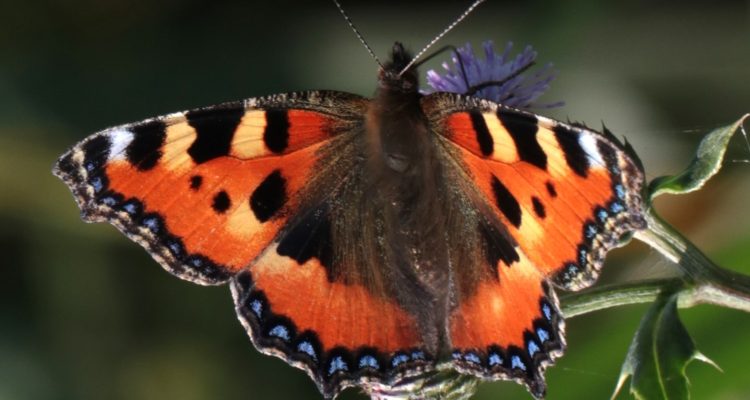Kleine Vos ©Andre Nagelhout