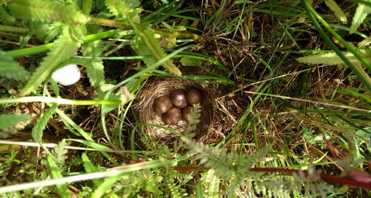 Nest graspieper