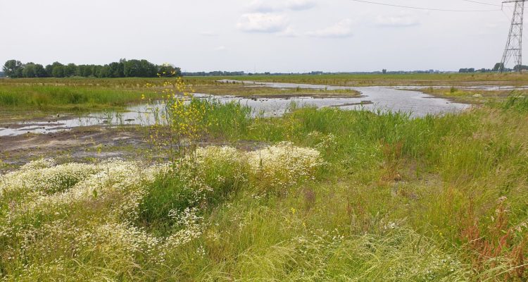 Veenstroompje