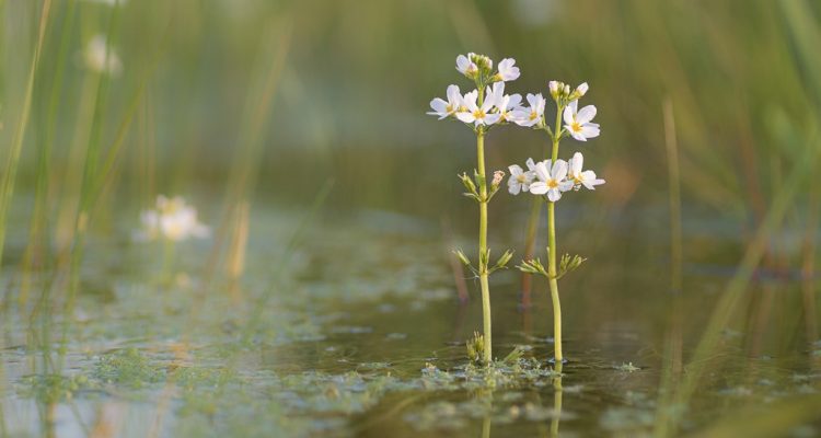 Waterviolier in Kromme Eem RJ