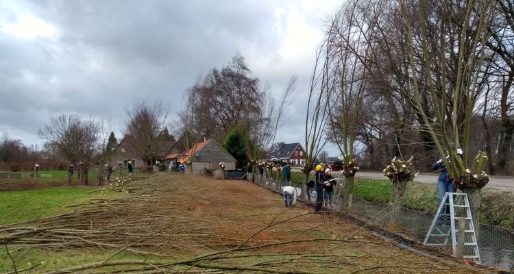 Wilgen knotten Peter