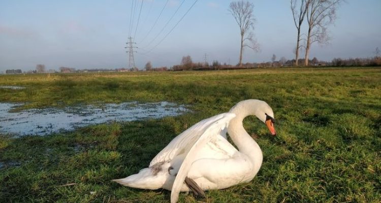 Zwaan met hoogspanning C Patrick Janse- 1