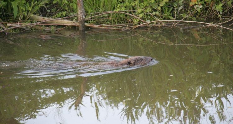 Bever zwemmend