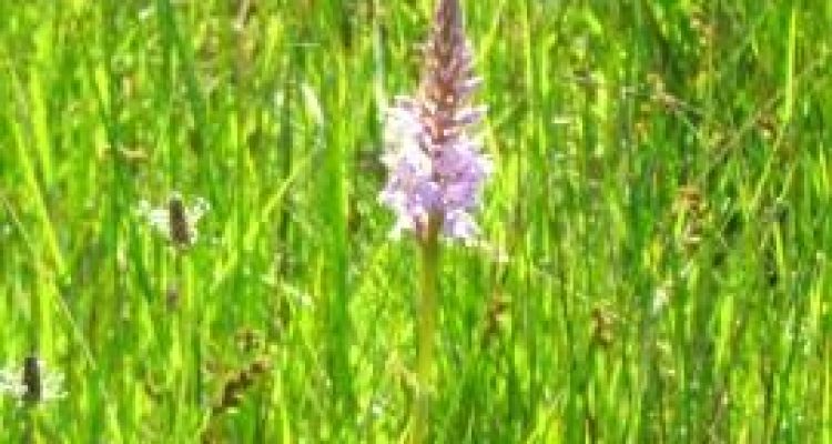 Gevlekte orchis