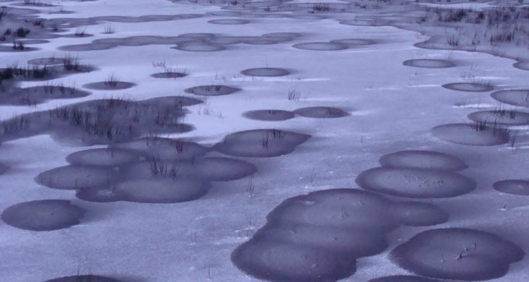 ijs poedersneeuw plantstructuur pitrus binnenveldse hooilanden 16 jan 2021 (30)