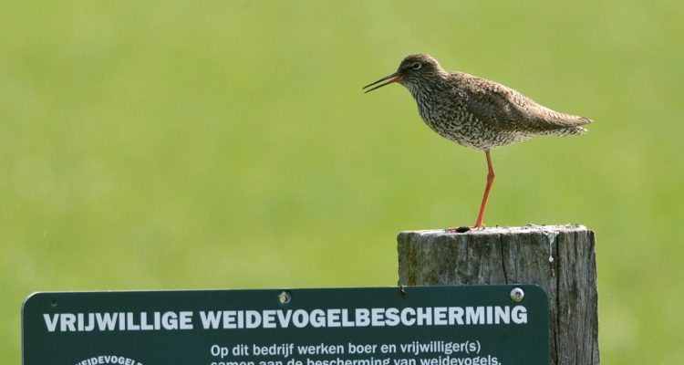 Tureluur in Binnenveld