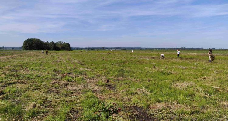 veldwerk in Binnenveldse Hooilanden