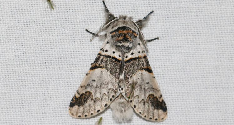 vlinder 1-copy 2