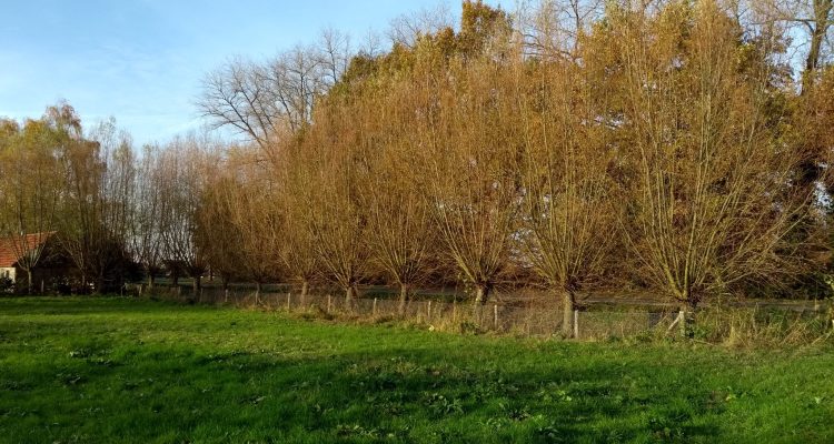 wilgenknotdag foto 2